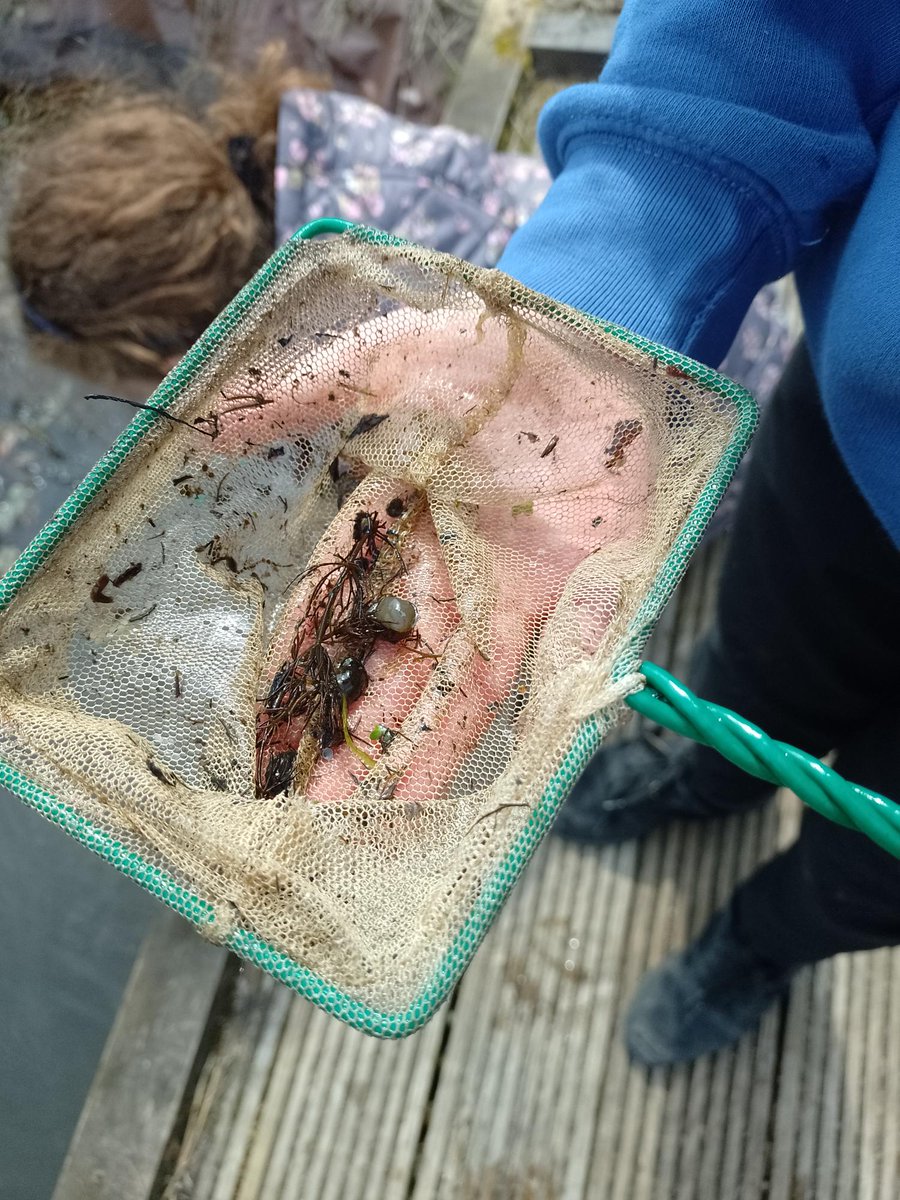 menstonprimary's tweet photo. Year 2 pond-dipping in our school pond today. Hands-on science learning about life-cycles. The children found tadpoles, dragonfly larva and a newt!
#ponddip #pstt https://t.co/n4HegNbyqg