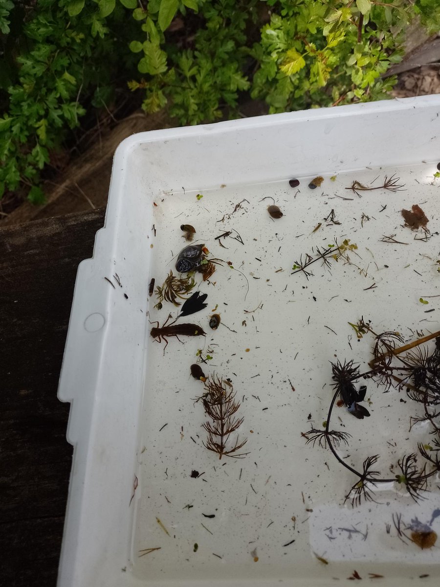 menstonprimary's tweet photo. Year 2 pond-dipping in our school pond today. Hands-on science learning about life-cycles. The children found tadpoles, dragonfly larva and a newt!
#ponddip #pstt https://t.co/n4HegNbyqg