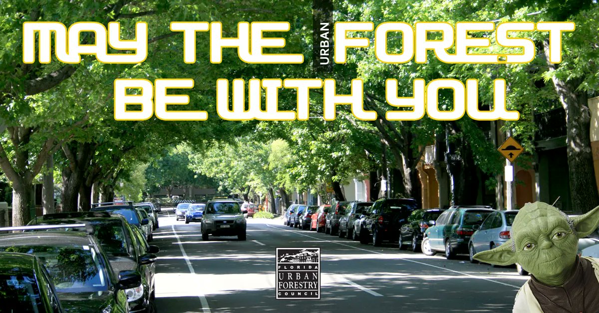 Today and every day... #maytheforestbewithyou 

#starwars #maythe4thbewithyou #FloridaTrees #UrbanForestry