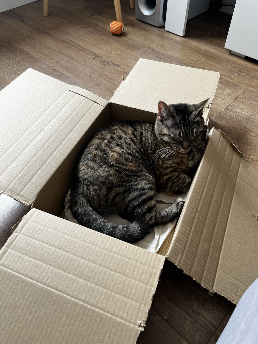 thecatmiso's tweet photo. comfy box https://t.co/IGr0WwQqym
