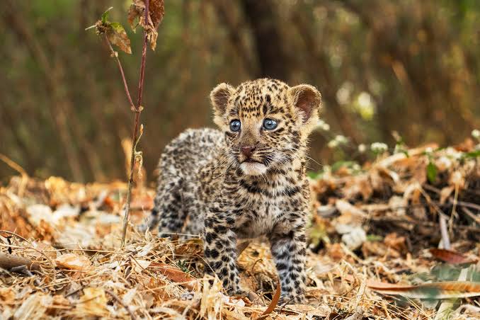 #InternationalLeopardDay #WorldLeopardDay Leopards are elusive and nocturnal animals whose size and color depend on the habitat. They are great climbers and hide in trees, where they hide their prey to avoid competition.They are listed as near threatened on the IUCN list .