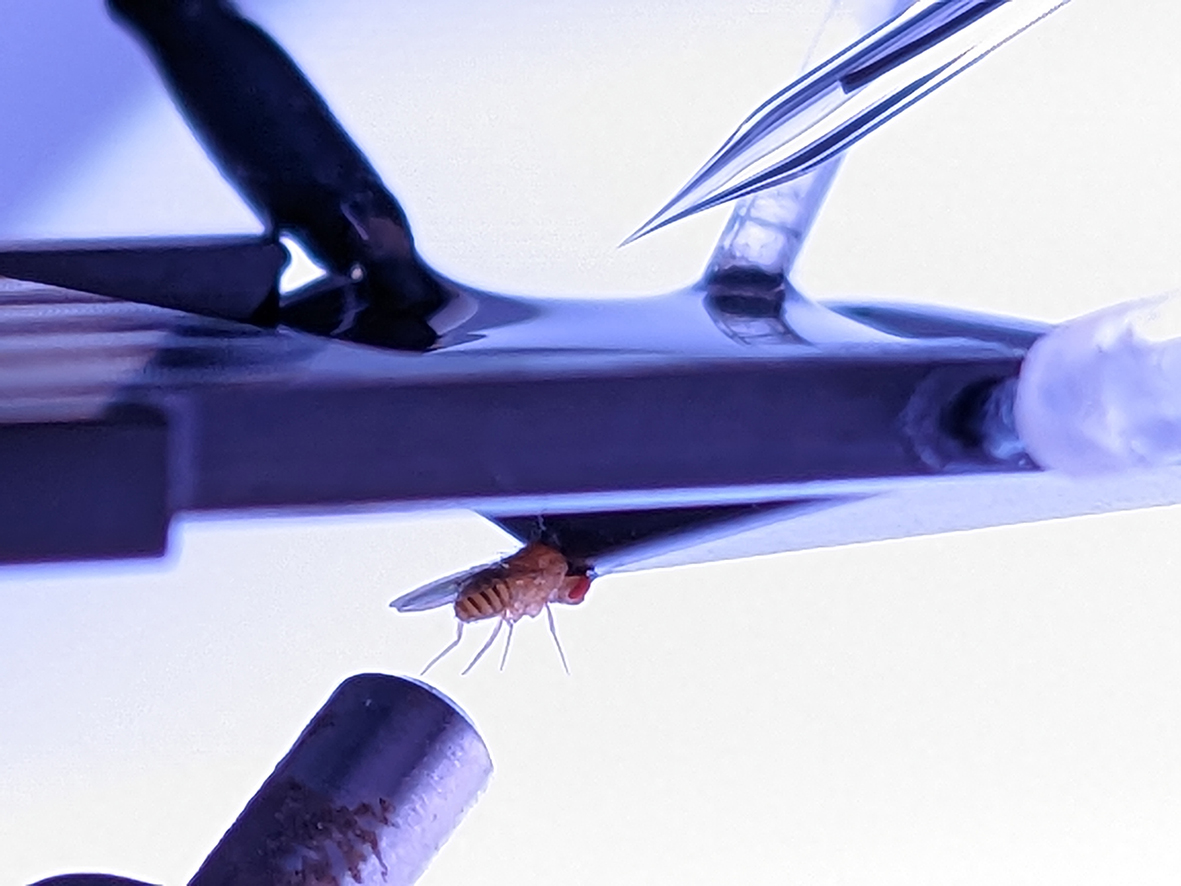 Journal of Experimental Biology tweet media