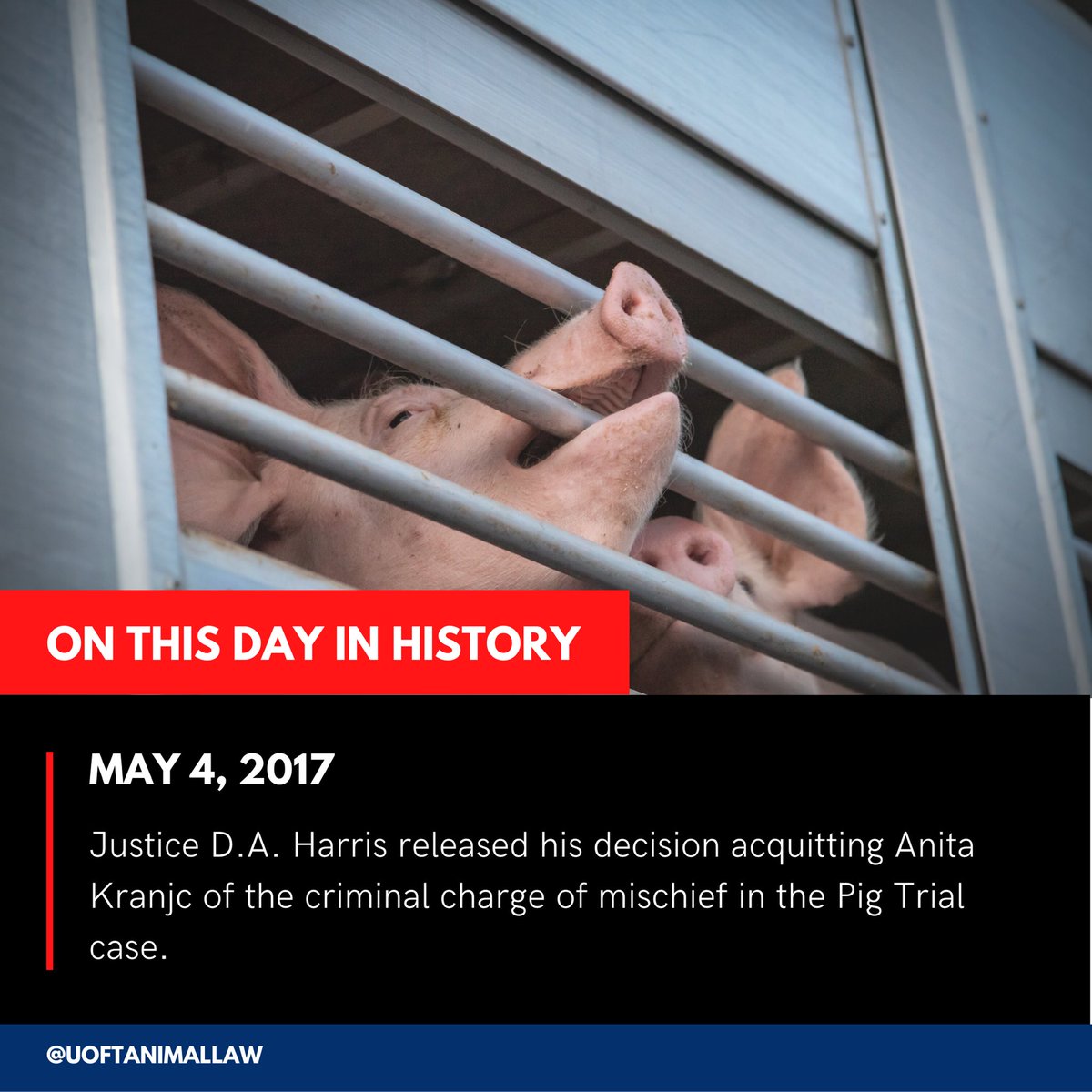 UofTAnimalLaw's tweet photo. ON THIS DAY IN ANIMAL LAW HISTORY ⚖️

On May 4, 2017,  Justice D.A. Harris released his decision acquitting Anita Kranjc in the Pig Trial Case. 🐷

This case is covered on the "Leading Cases" page of the @UofTLaw Animal Law Research Guide. Check it out at the 🔗 in our bio ☝ https://t.co/VIAvftTS44