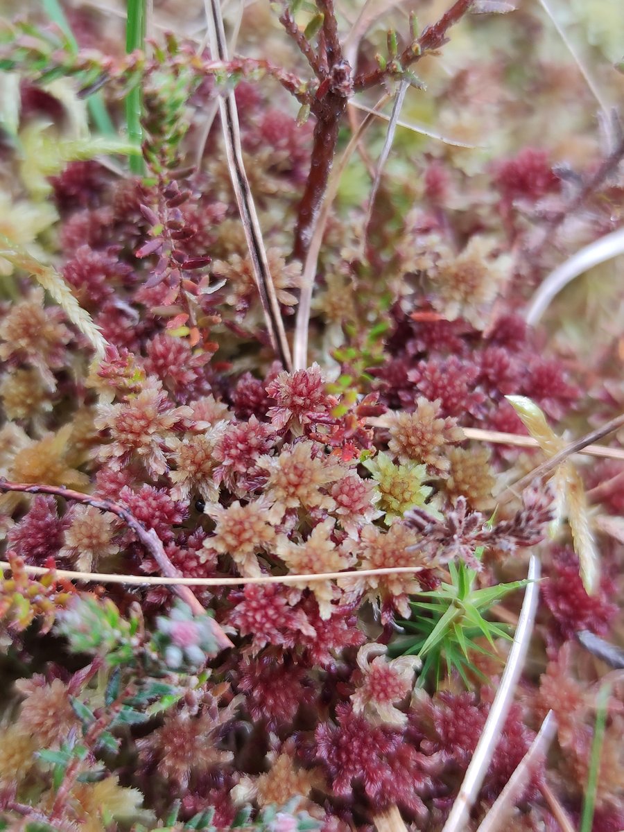 mossworld's tweet photo. Just can't get enough of these tiny soft puffs of Sphagnum capillifolium. And these most adorable colours! 😍 #peat #peatmoss #wetlands #savethebogs #peatbog #mossmatters #sphagnum @BBSbryology @BSBIbotany @4peatssake2 @SEBriologia @IAB_Bryology @BryophyteSurvey @NC_Bryophytes https://t.co/c6IGq9kDWY