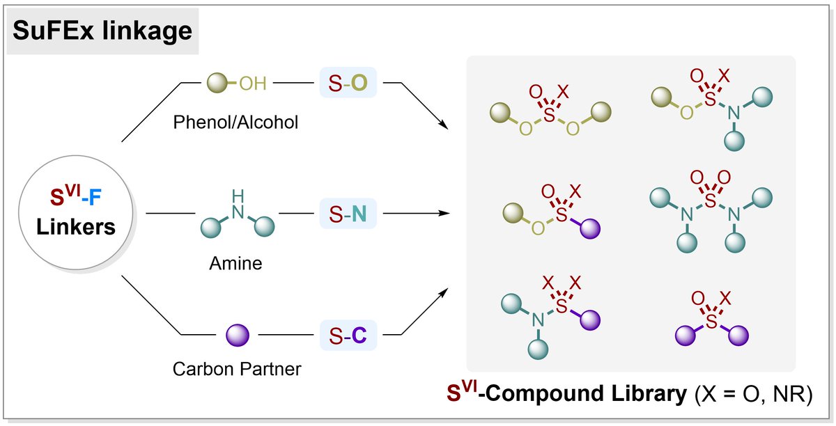 JiangxfGroup's tweet photo. Our review article "Linkage Chemistry of S(VI) Fluorides" has been published in @ChemEurJ !
 Check it out here🔗https://t.co/haIHqlHW8e We hope it will be helpful for those interested in the application of #SuFEx linkage chemistry. #clickchemistry #chemtwitter @ChemEurope https://t.co/icV2YdyvsO