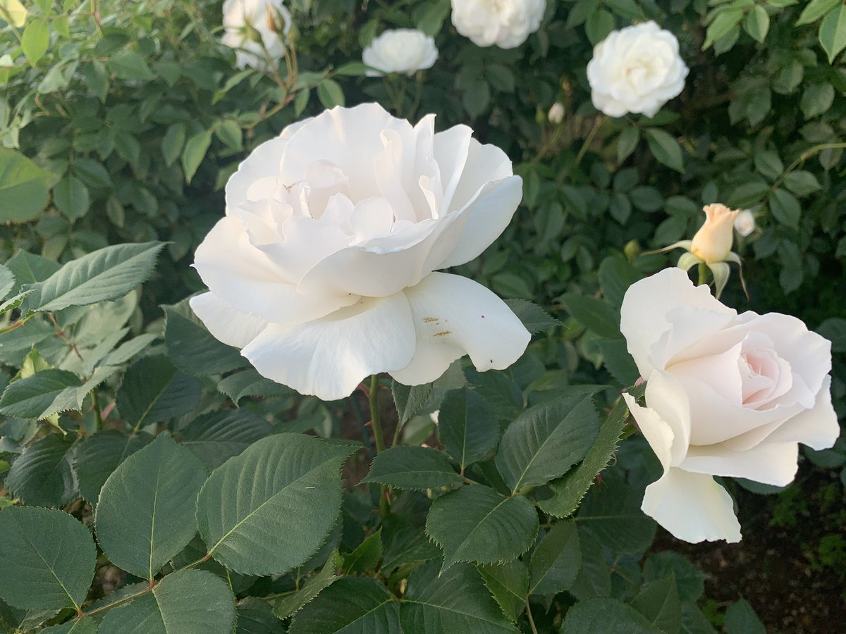 rico0805's tweet photo. 藤は終わりかけだったので薔薇をたくさん見ましたねえ🌹
逆光で撮ったら面白い写真が撮れたよ😂 https://t.co/0VkETWfggv