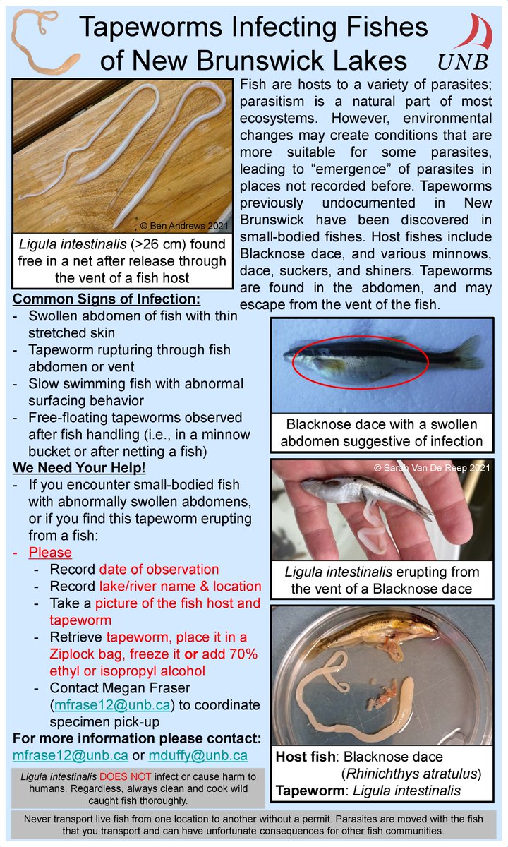 Will you be fishing this summer? You can help be a citizen scientist by reporting any fish infected with the parasite Lingula intestinalis to @UNB Master of Science Student Megan Fraser at mfrase12@unb.ca.