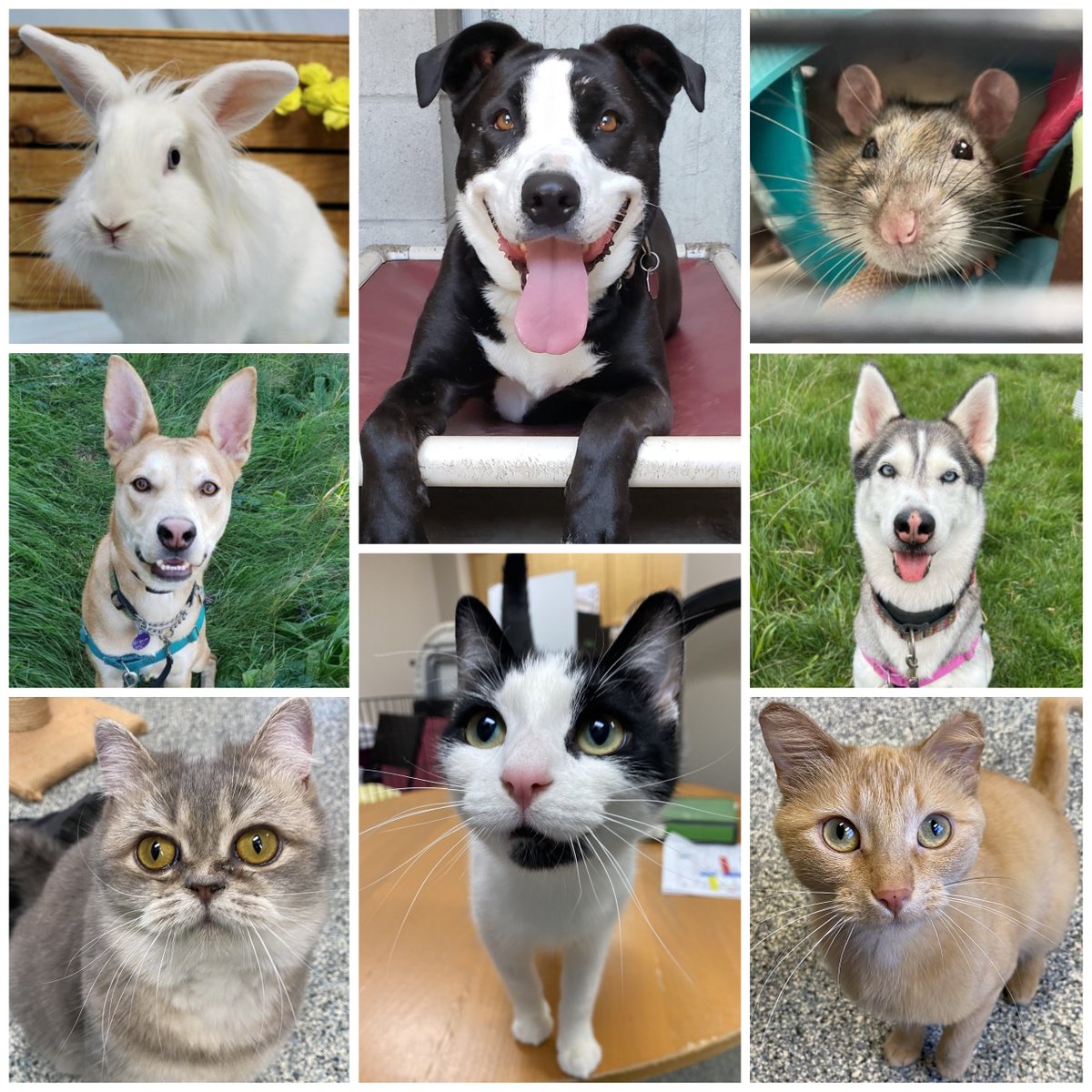 Oakville Humane tweet media