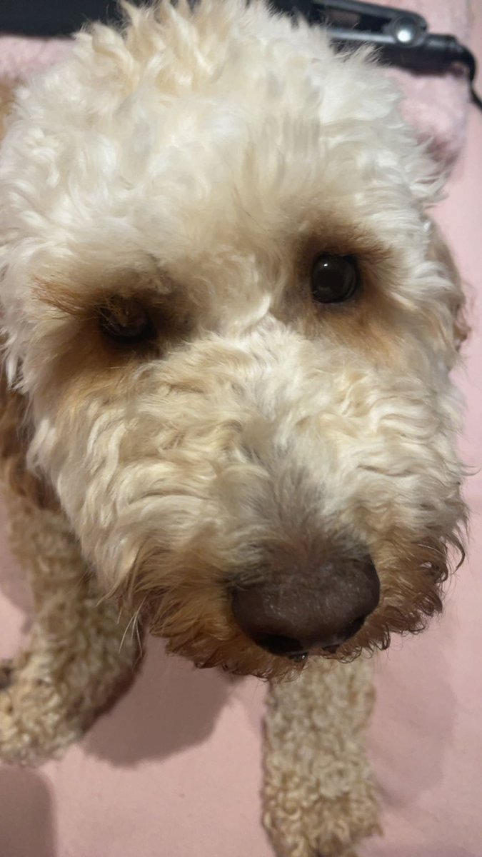 Millie2402's tweet photo. This is my apricot cockapoo https://t.co/S44PpJbfwo