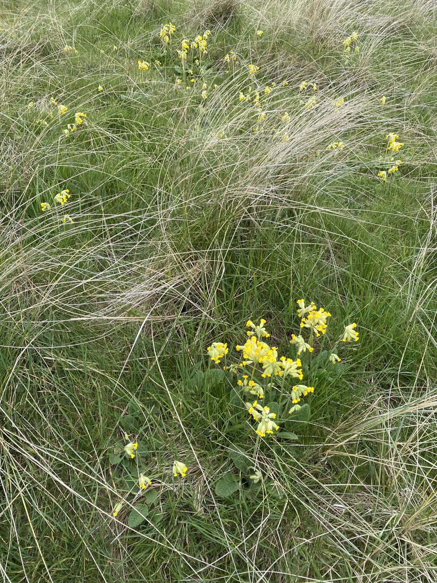Beautiful cowslips on ⁦@nationaltrust⁩ land. Larks singing. Small sign - ground nesting birds keep dogs on lead. At least 80% dogs not on lead. Any reason you can think of?