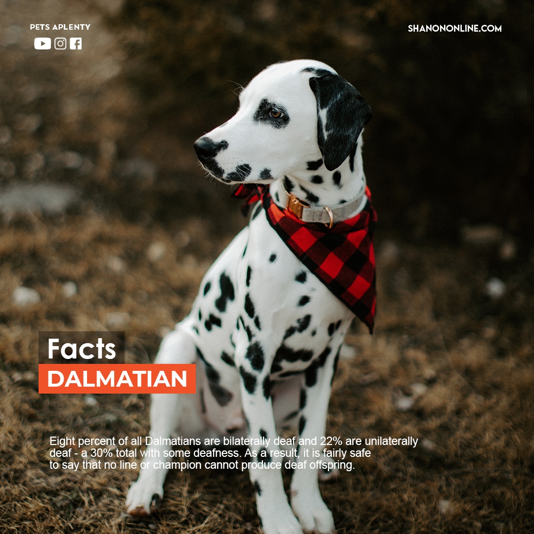 30% of Dalmatians are deaf.
.
.
.
#dalmatian #dalmatiandeaf #dogdeaf #deafdog #dogfacts #dogfact #dalmatians #dog #dalmatiannation #dalmatianlovers #dalmatianpuppy #dalmatianworld #dogs #puppy #dalmatiner #dalmatianlove #dalmata #dogoftheday #dalmatiandog #dalmatianlife #doglife