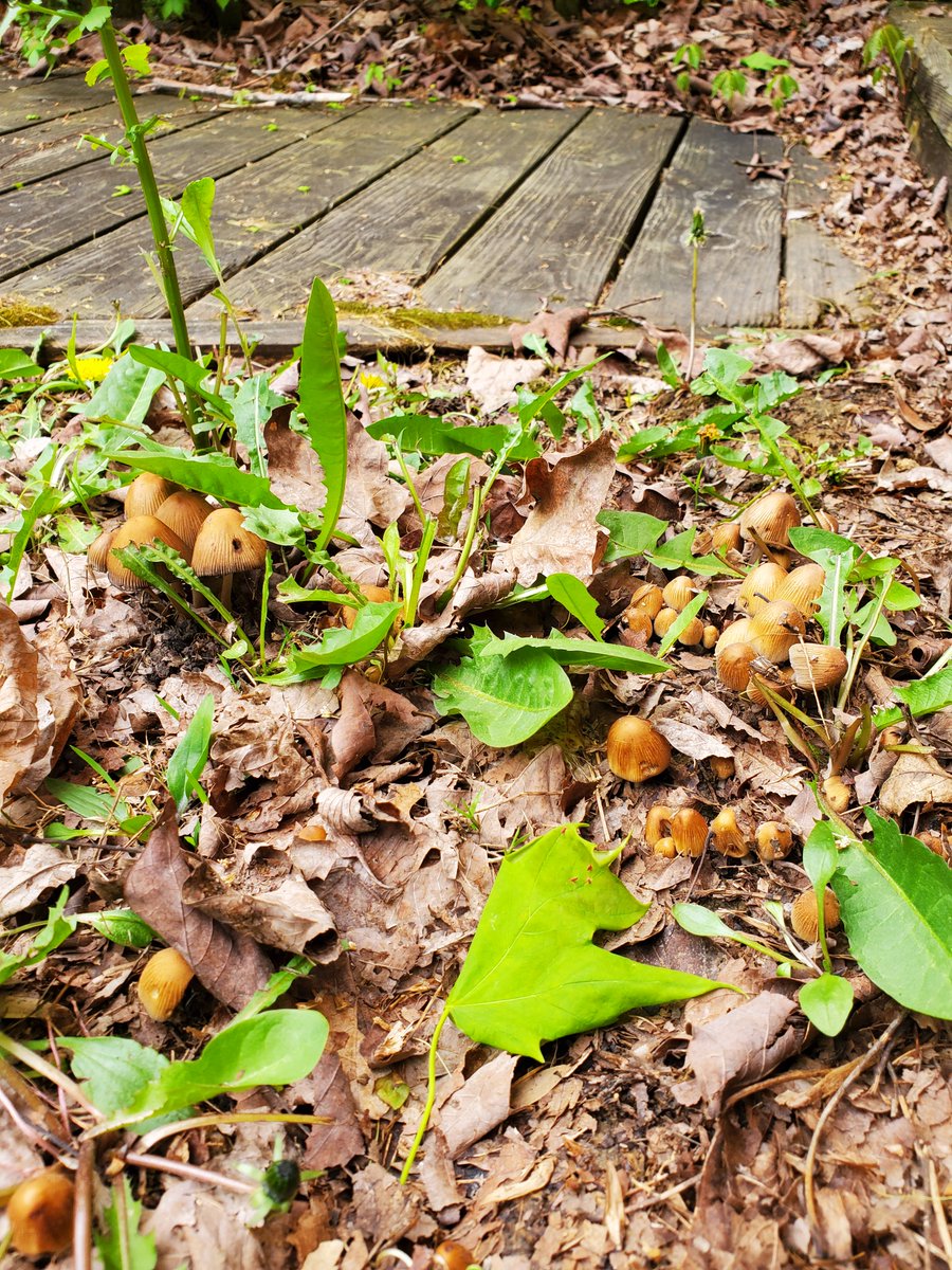 CardanoThor tweet media