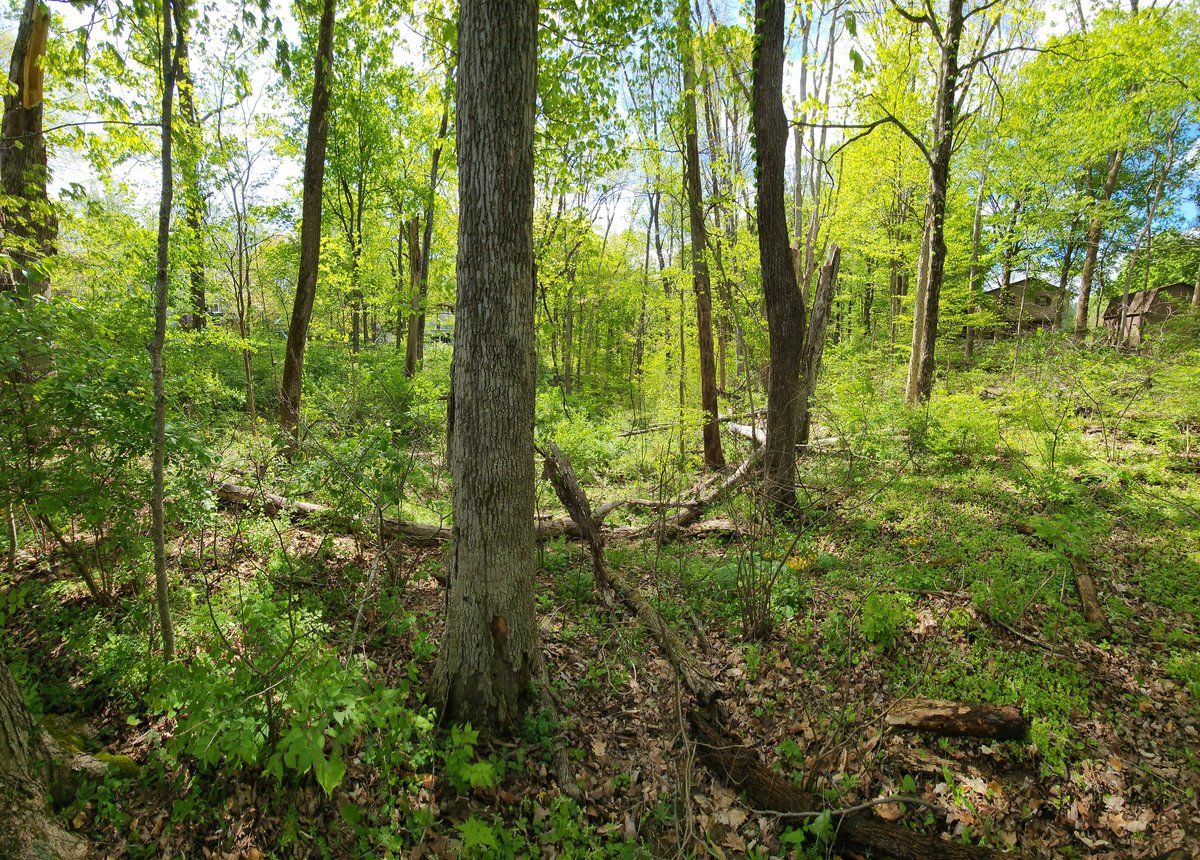 CardanoThor tweet media