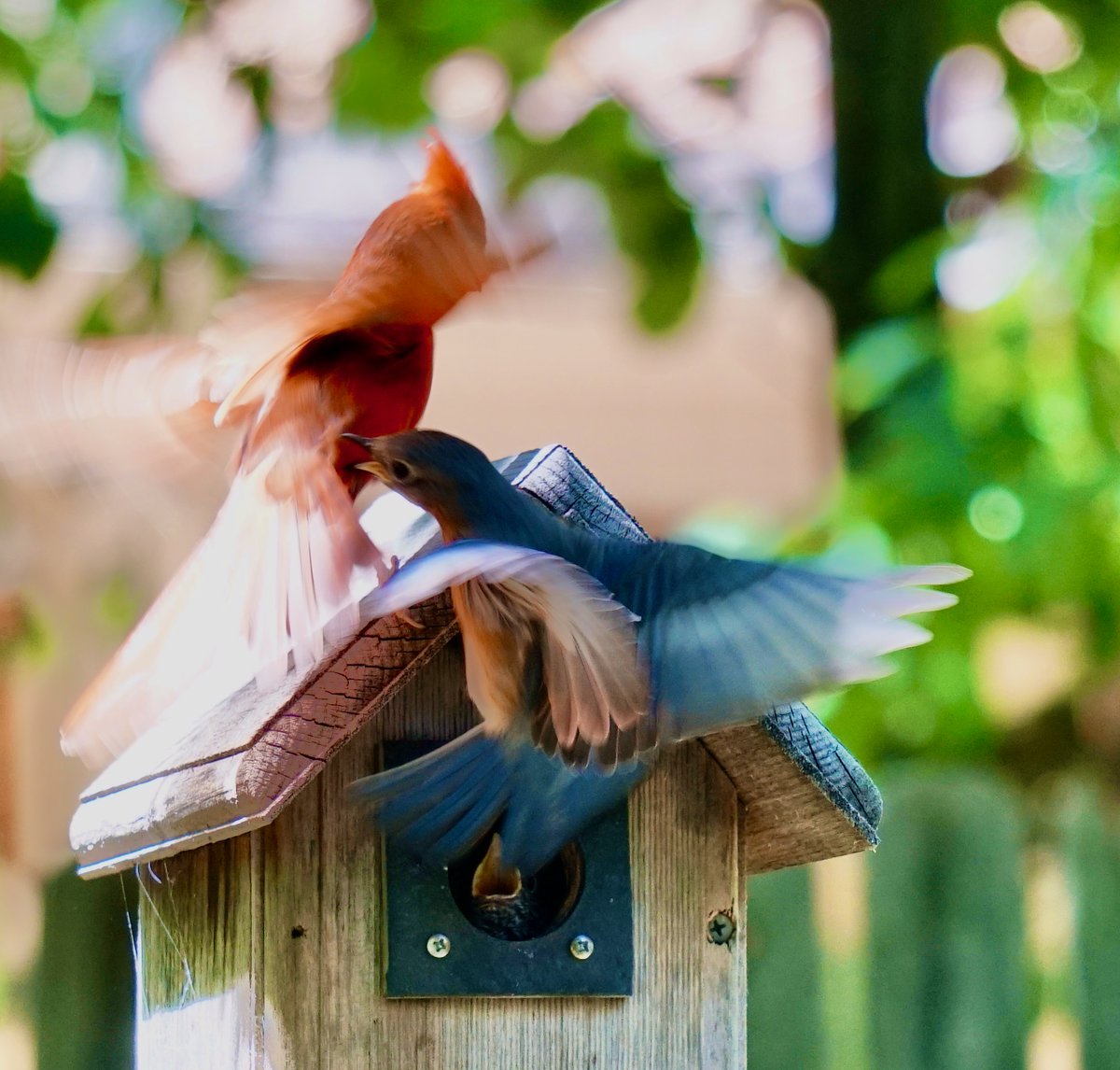 Lincoln Berland (@linkberland) on Twitter photo Drama at the #bluebird nest. See Daddy defend the house against the invading male cardinal. Note the hungry hatchling in the window. Drama at the #bluebird nest. See Daddy defend the house against the invading male cardinal. Note the hungry hatchling in the window.