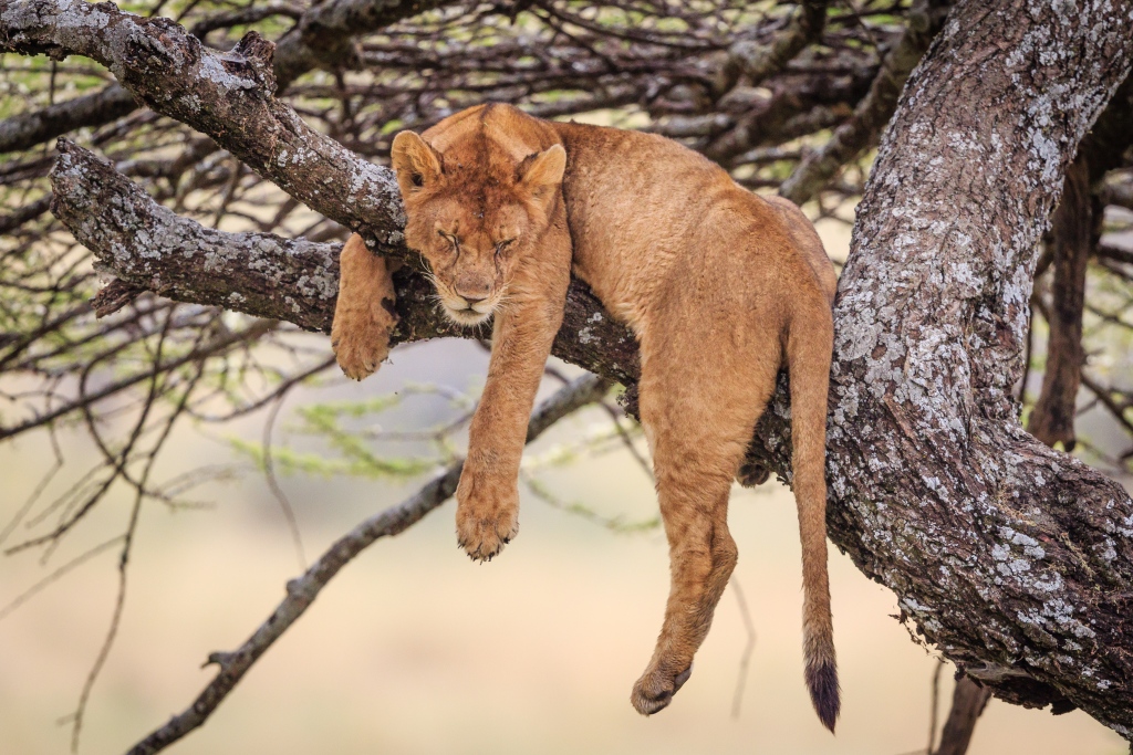 PDChinaLife's tweet image. When you refuse to admit the holiday is coming to an end...