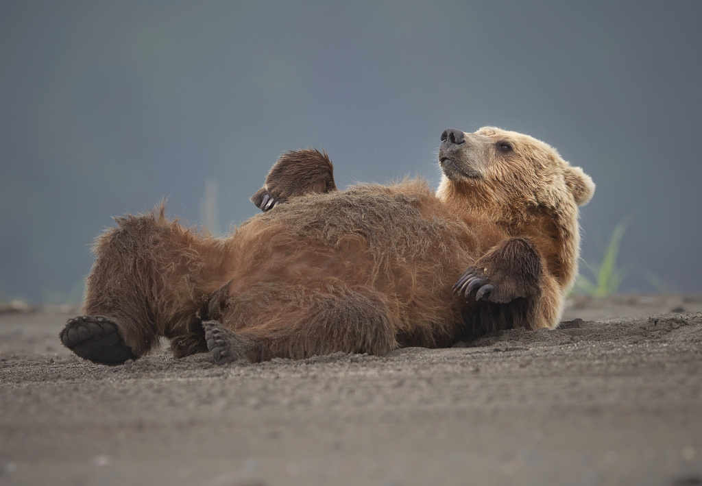 PDChinaLife's tweet image. When you refuse to admit the holiday is coming to an end...