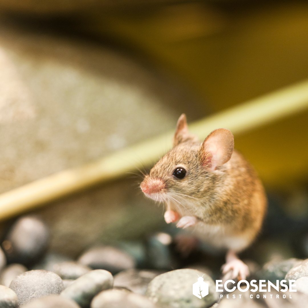 EcosensePest's tweet photo. Are you hearing scratching noises in your walls or ceilings? You may have a mouse or rat infestation. Contact us and we can identify and resolve the issue. To prevent rodents from entering your home, seal any cracks or holes in walls, baseboards, and floors. #boise https://t.co/hQqFV2lkY0