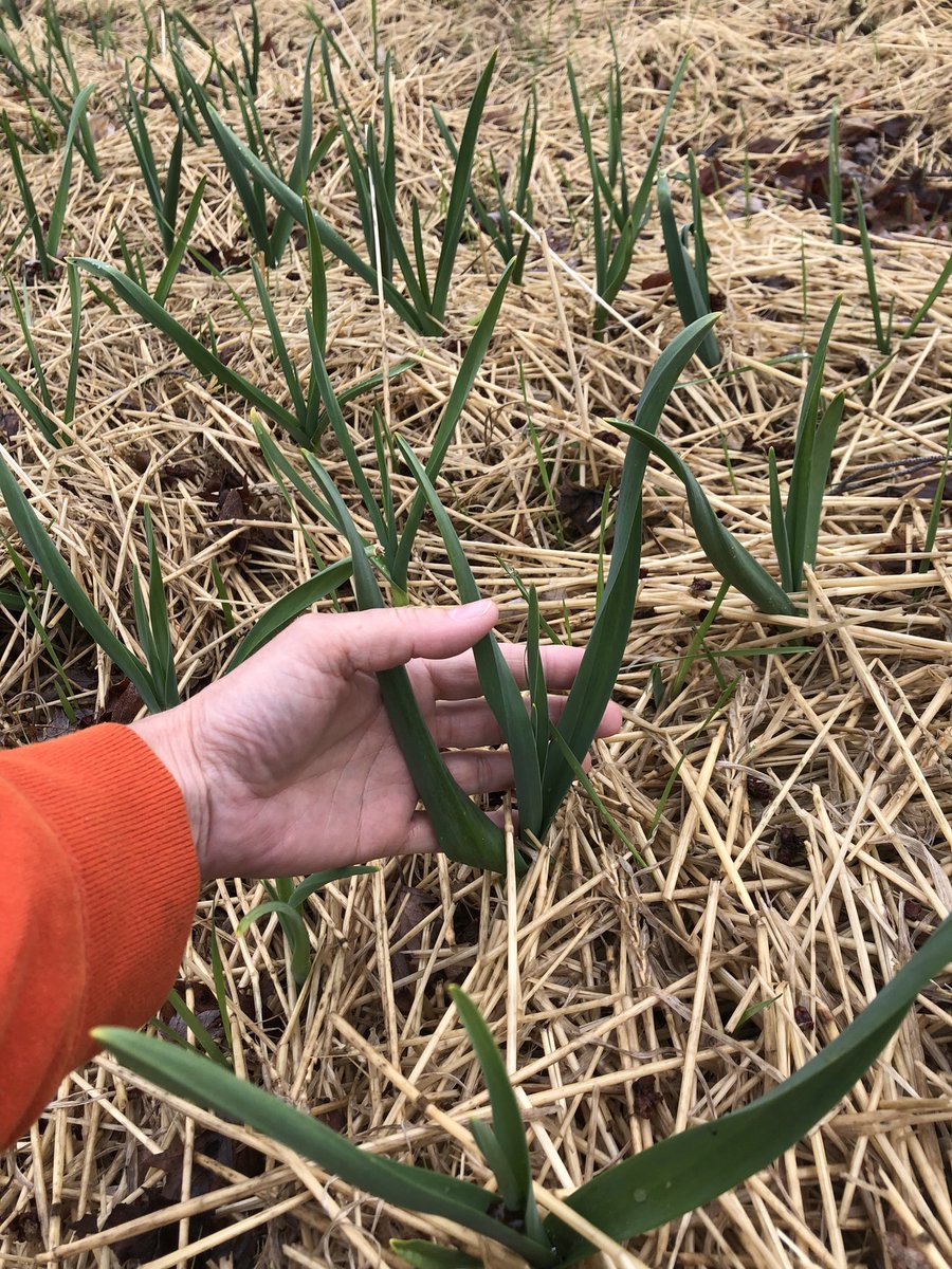 FarmHutchings's tweet photo. Music garlic is a hard neck variety and is thriving this spring in my garden ๐ถ
If there is a song in your heart and fresh garlic in your meal you are unstoppable ๐ง #hutchingsfarm #garlic #musicgarlic #farmfresh #growningeorgina #shoplocalgeorgina https://t.co/sQFOOumIyw