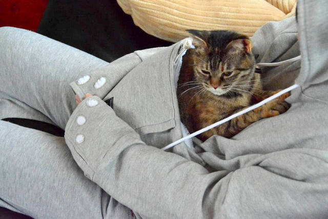ReactionsAnimal's tweet photo. Mon chat quand il se prend pour un bébé Kangourou ! https://t.co/7sVPOOG0CV