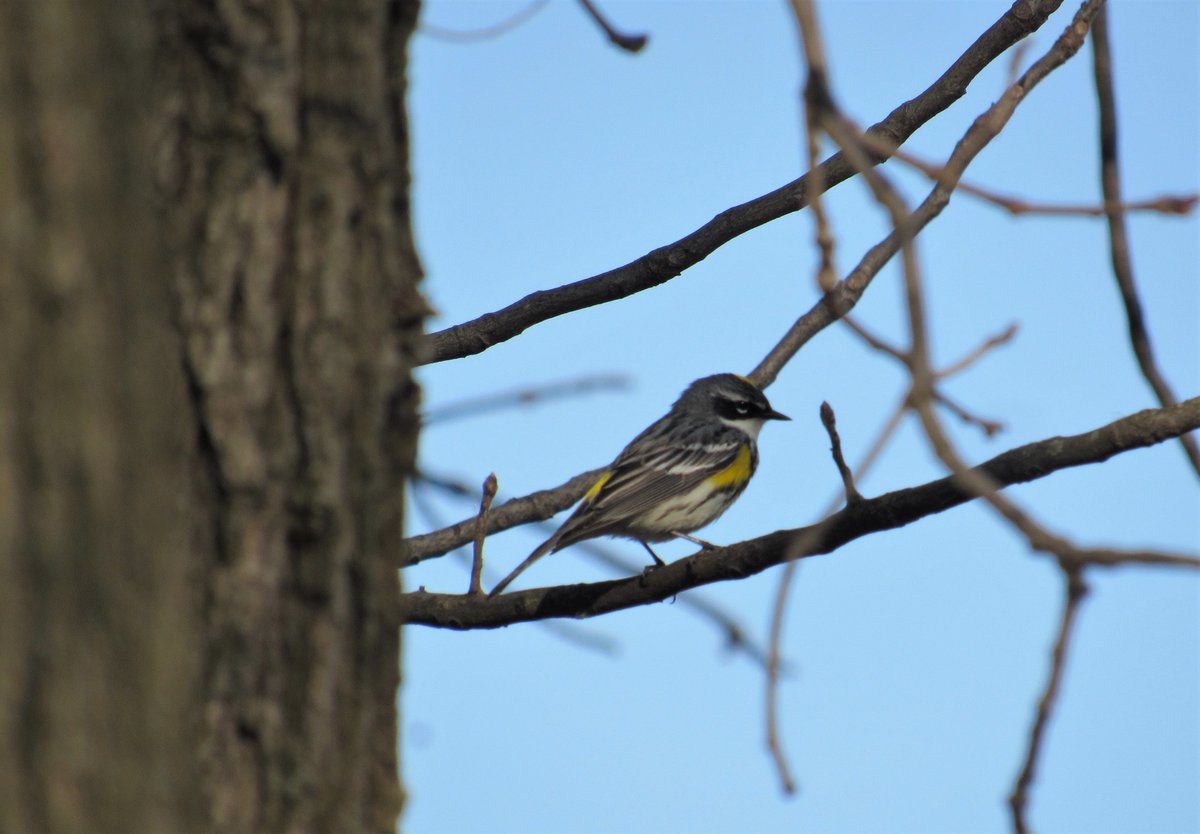 BirdZork's tweet photo. Yellow-rumped Warbler
#BirdsOfTwitter #Butterbutt 🧈 #WarblerWednesday https://t.co/7S6nQ0ImER