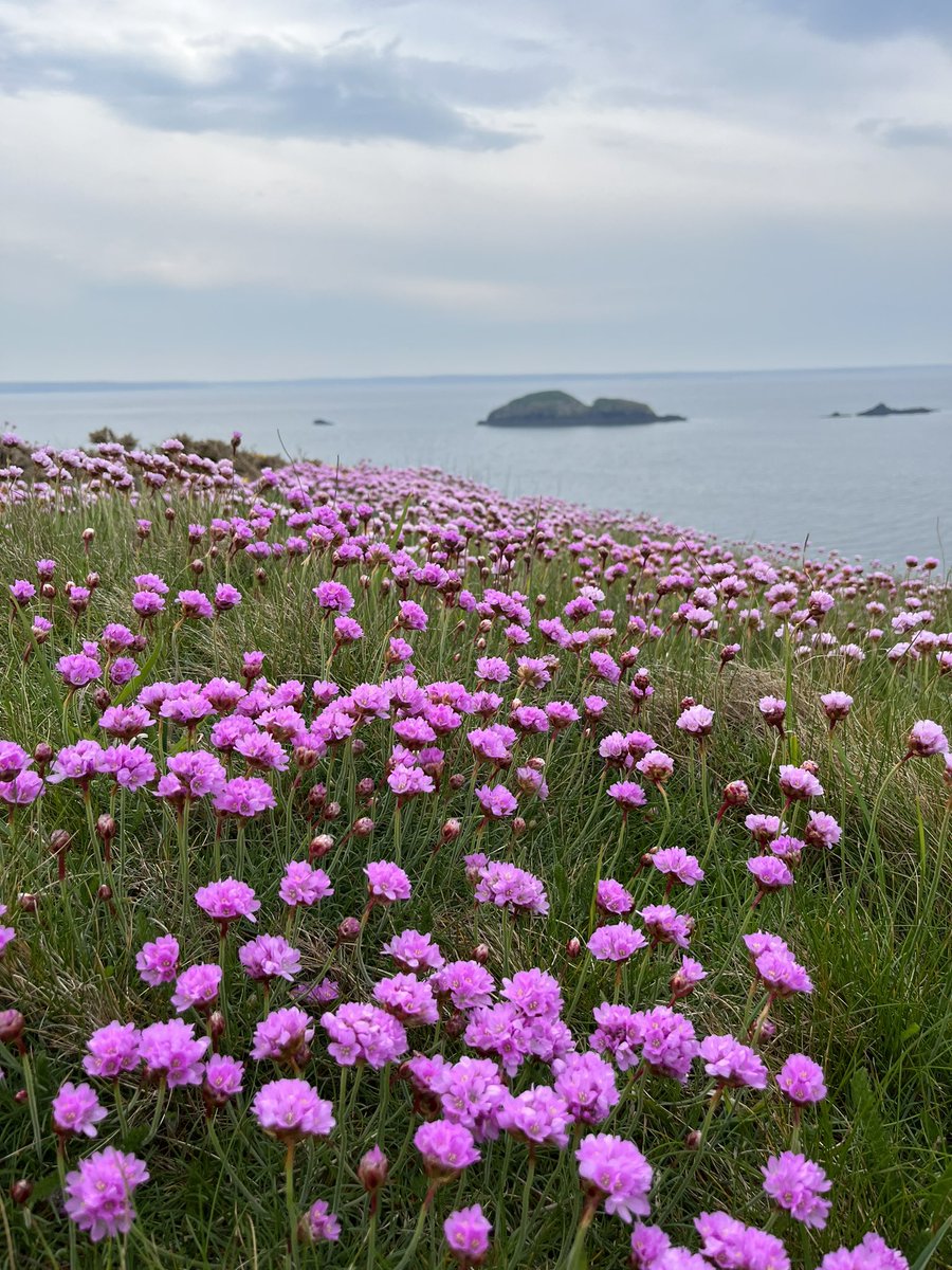 Coastal Flora #wildflower fans, spring is THE time to visit @PembsCoast. Sea cliffs of campion, gorse, thrift, kidney vetch, squill. Added delight at seeing oystercatchers, chough, swallows, stonechats on parts of the @WalesCoastPath cared for by @NTPembrokeshire. #wildisles