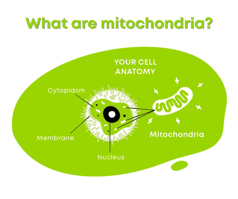 WHAT ARE MITOCHONDRIA

Mitochondria are like the 'battery packs' in our cells. When they fail to produce enough energy, the body breaks down.

Please help us put more energy into mitochondrial research. 💚

#mymitomission #mitochondria #batterypacks #mitochondrialresearch