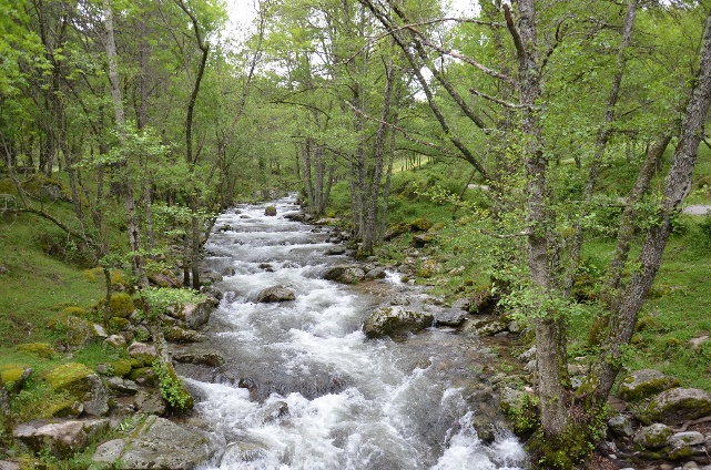 naturalezacyl's tweet photo. 🎒#UnaRutaALaSemana I Valle de Iruelas

La profunda orografía de esta reserva natural de #Ávila es la causante de su gran riqueza ecológica. A su variedad botánica hay que sumar la presencia de buitre negro y águila imperial. ¡No olvidéis los prismáticos!

https://t.co/QbnSy7dJk6 https://t.co/0WYMG1NxxI