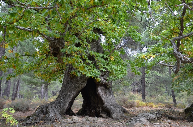 naturalezacyl's tweet photo. 🎒#UnaRutaALaSemana I Valle de Iruelas

La profunda orografía de esta reserva natural de #Ávila es la causante de su gran riqueza ecológica. A su variedad botánica hay que sumar la presencia de buitre negro y águila imperial. ¡No olvidéis los prismáticos!

https://t.co/QbnSy7dJk6 https://t.co/0WYMG1NxxI