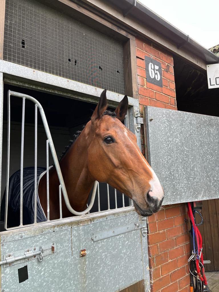 Gemma Tutty Racing (@gemmatutty) on Twitter photo The wonderful Little Jo gets his well deserved win in fine style <a href="/Redcarracing/">Redcar Racecourse</a> under Laura Coughlan for @TBHomes #winner The wonderful Little Jo gets his well deserved win in fine style <a href="/Redcarracing/">Redcar Racecourse</a> under Laura Coughlan for @TBHomes #winner