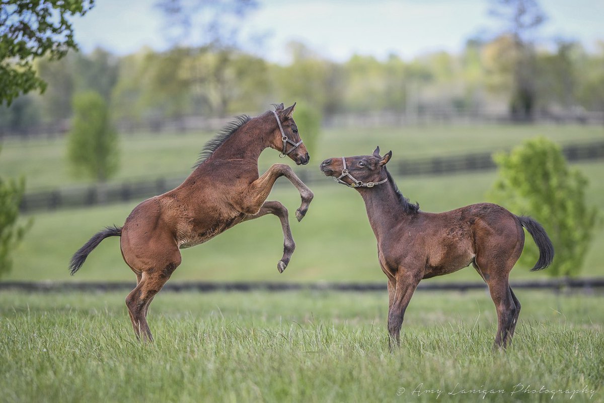 NatalmaBldstk's tweet photo. 2023 foals by @DarleyStallions Maxfield (left) and @LanesEndFarms Connect (right) having a great time. #NatalmaBloodstock https://t.co/2TJMWbxt6U