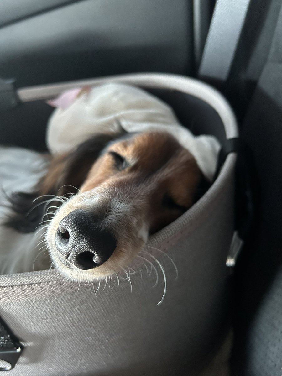 ganmo0527's tweet photo. 今日はがんも連れてランチして、そのあとドックランへ🐶
大きいわんちゃん大好きがんもは、しんくんにあそんでもらってルンルン🎶
やさしいお友達だから安心♡
帰りは爆睡がんも😪😴💤
 #グラデボール #静岡市
 #ズースクエア #藤枝市
 #ミニチュアダックスフンド
 #ブラックタンパイボールド https://t.co/j5inNKJGwH