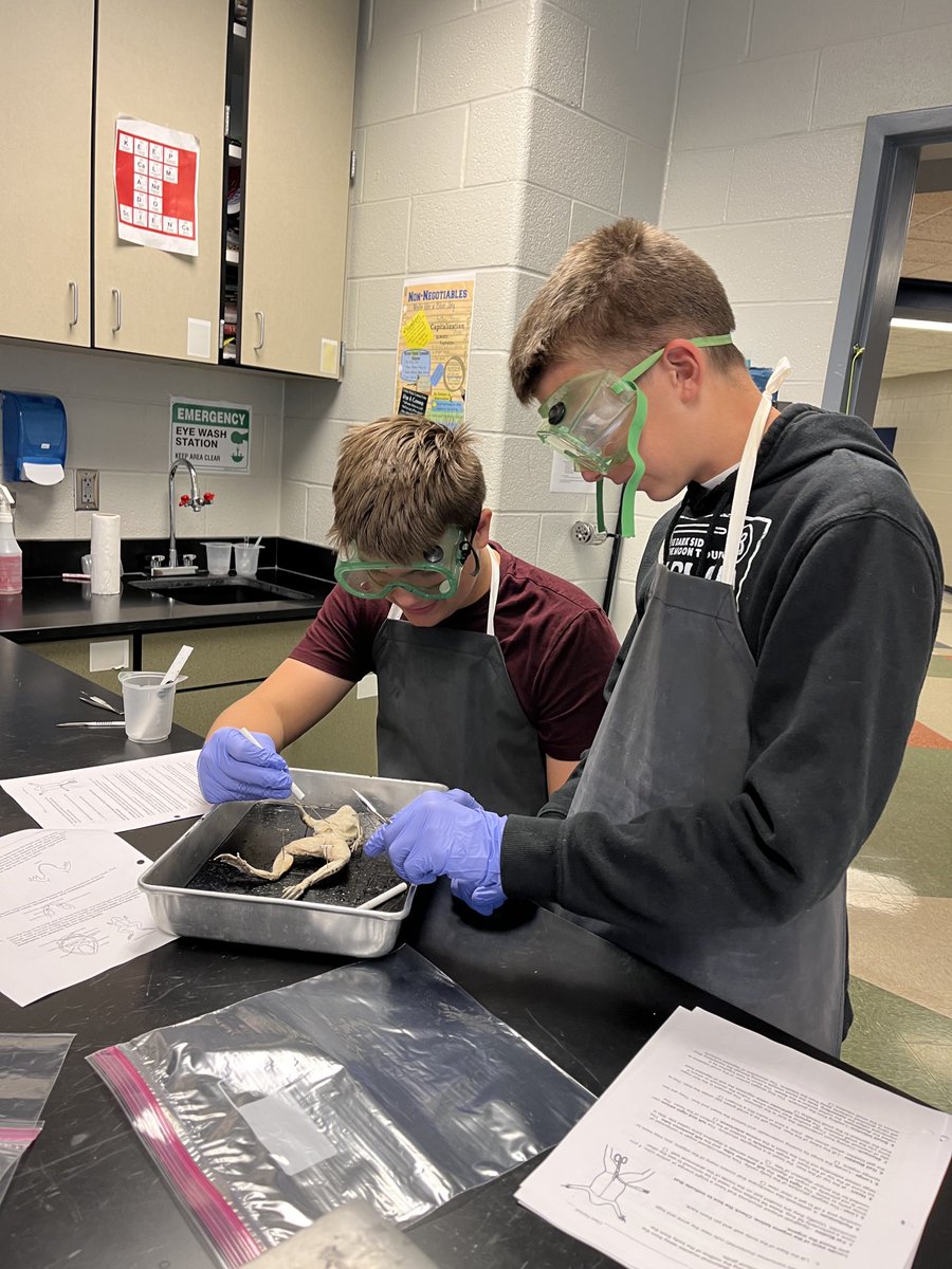 Bioisfun's tweet photo. More frog dissection fun #DMSLeads https://t.co/r9x2qh9OXi