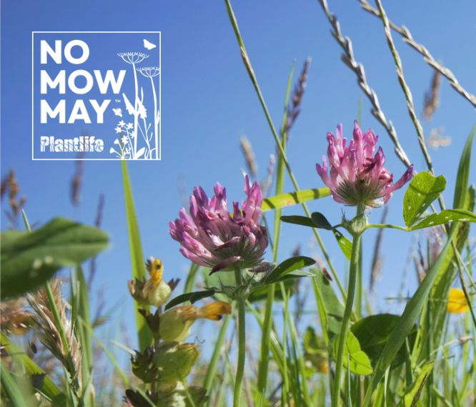ysgolplasb's tweet photo. The Eco Council would like to remind everyone to try and take part in No Mow May. No Mow May is Plantlife’s annual campaign calling all garden owners not to mow during May – liberating your lawns and providing a space for nature #nomowmay #ypbd #ecocouncil https://t.co/IXlXBNOt0n