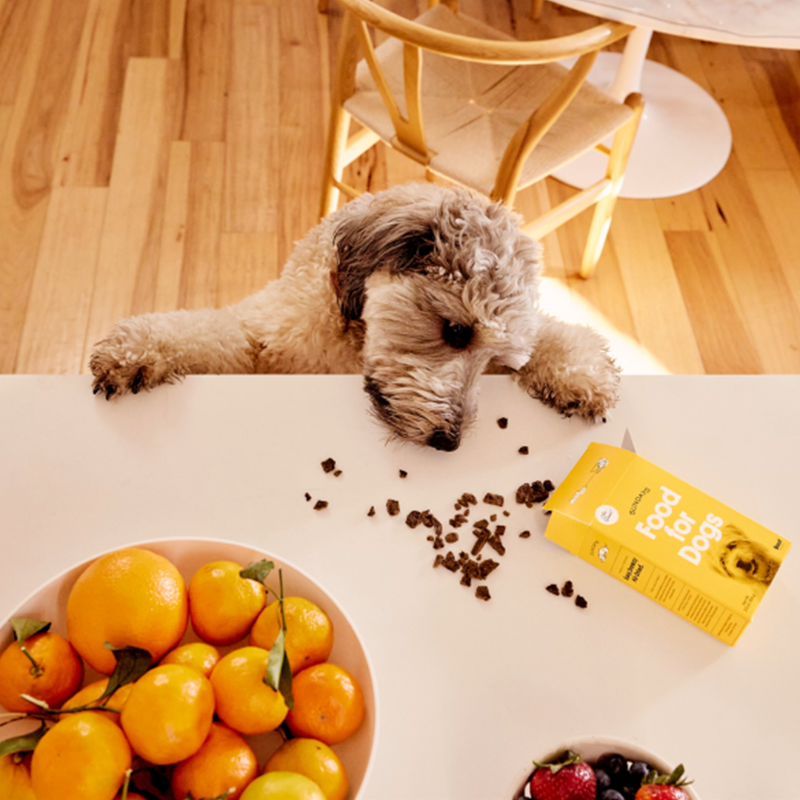 sundaysfordogs's tweet photo. It’s time to upgrade your dog food. Get 30% off your first Sundays order and gift your pup premium nutrition all year long:
🥩Human-Grade Ingredients
⛔No-Prep, No-Mess
👩‍⚕️Vet-owned
🚚Fast Free Delivery