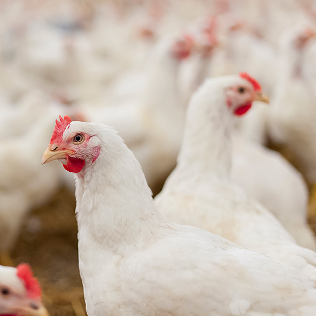 AVMAvets's tweet photo. The @USDA is testing the efficacy of a handful of vaccines against the current strain of highly pathogenic avian influenza (HPAI) hoping to stem the spread of the largest outbreak of bird flu in the nation’s history.  https://t.co/ZJMOqIkVpP https://t.co/1NXKkVhfyt
