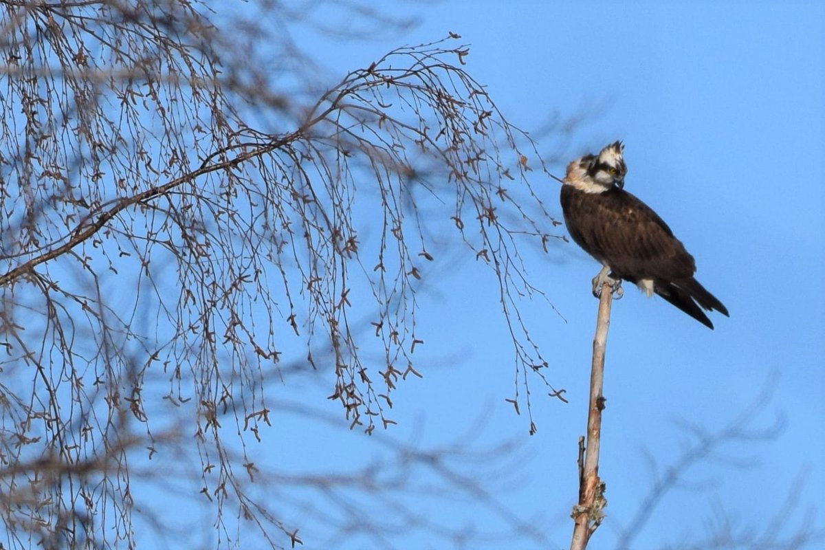 Viime sunnuntaina lähdettiin bongailemaan metsoja. Ei löytynyt, mutta olin aika täpinöissä tästäkin linnusta.  Tunnistatko mikä lintu kyseessä? 
#lintukuva #linnut