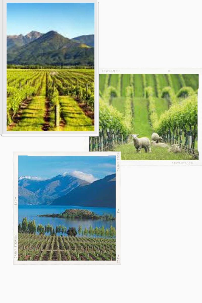 New Zealand Winegrowers highlight “white wine” for the month of May
 
#whitewine #wine #winelovers #SauvignonBlancDay #PinotGrisDay #ChardonnayDay
#NewZealandWinegrowers #NewZealandWine #NewZealand #winedays #winenews #nzwine #winetasting #SauvignonBlanc #PinotGris #Chardonnay