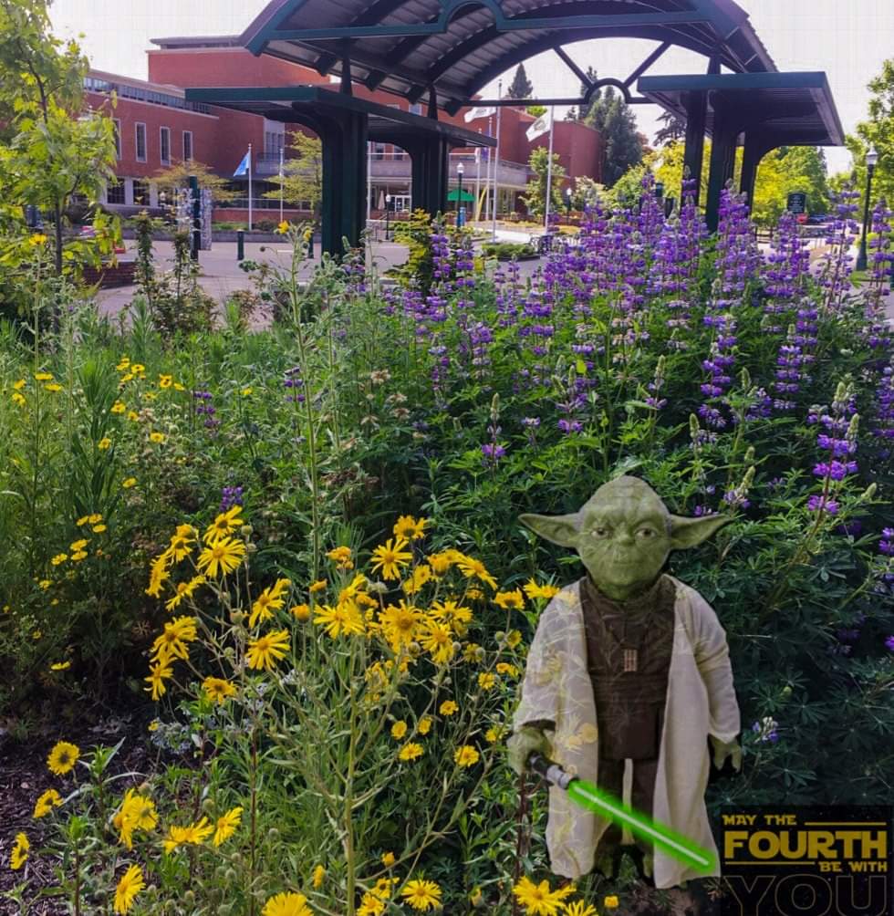 UofOCPFM's tweet photo. #maythe4thbewithyou #uospring #StarWarsDay @uoregon https://t.co/YjaHOk8qy3