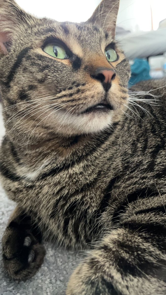 _squishy_17's tweet photo. Missing you a lot today 😔❤️ rest easy my boy 🕊️❤️ #CatsofTwittter #cat #tabbycat https://t.co/AHub52pY24