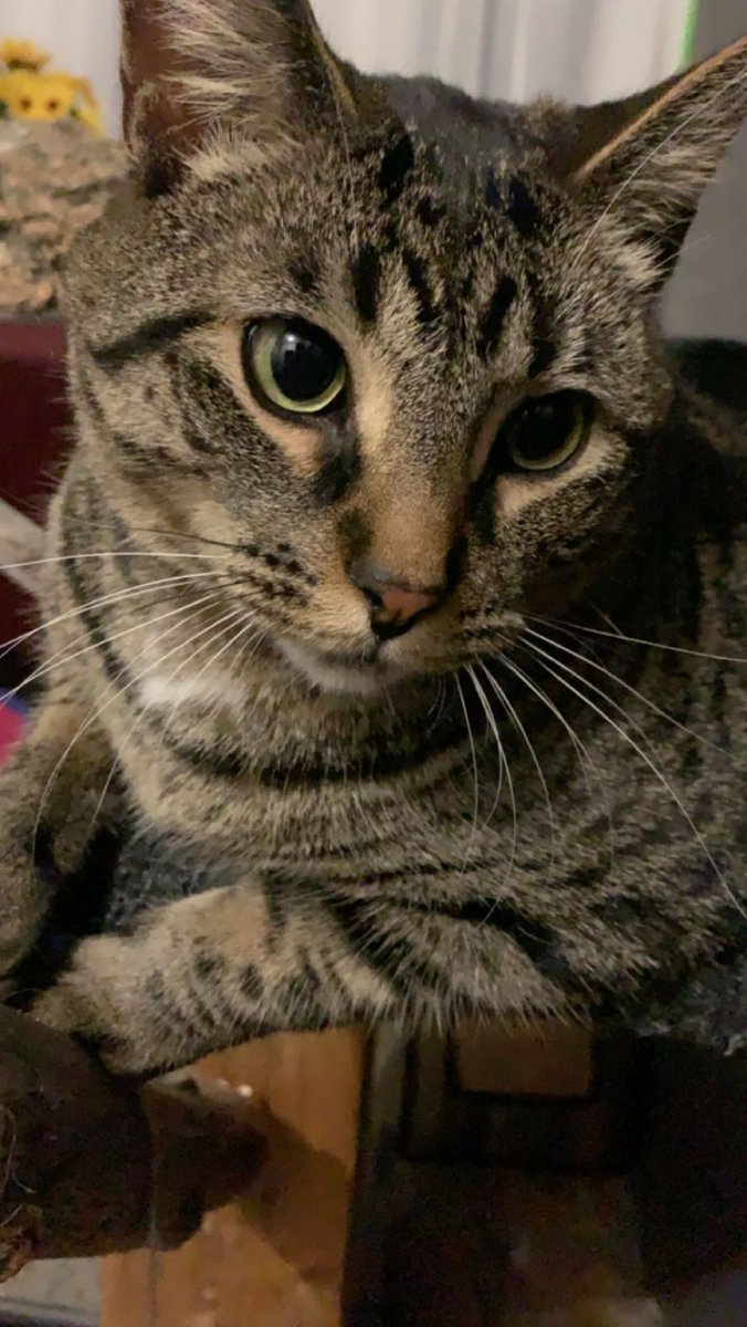 _squishy_17's tweet photo. Missing you a lot today 😔❤️ rest easy my boy 🕊️❤️ #CatsofTwittter #cat #tabbycat https://t.co/AHub52pY24