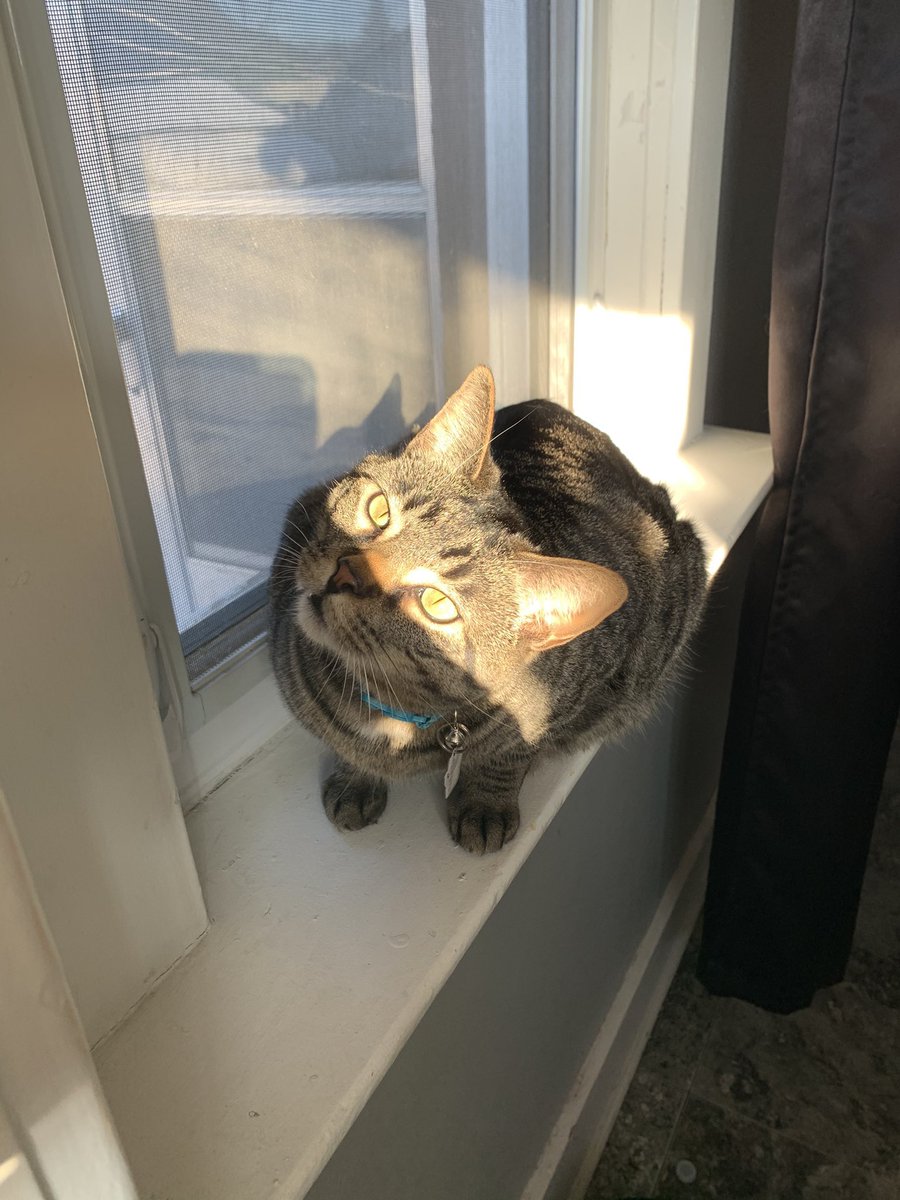 _squishy_17's tweet photo. Missing you a lot today 😔❤️ rest easy my boy 🕊️❤️ #CatsofTwittter #cat #tabbycat https://t.co/AHub52pY24
