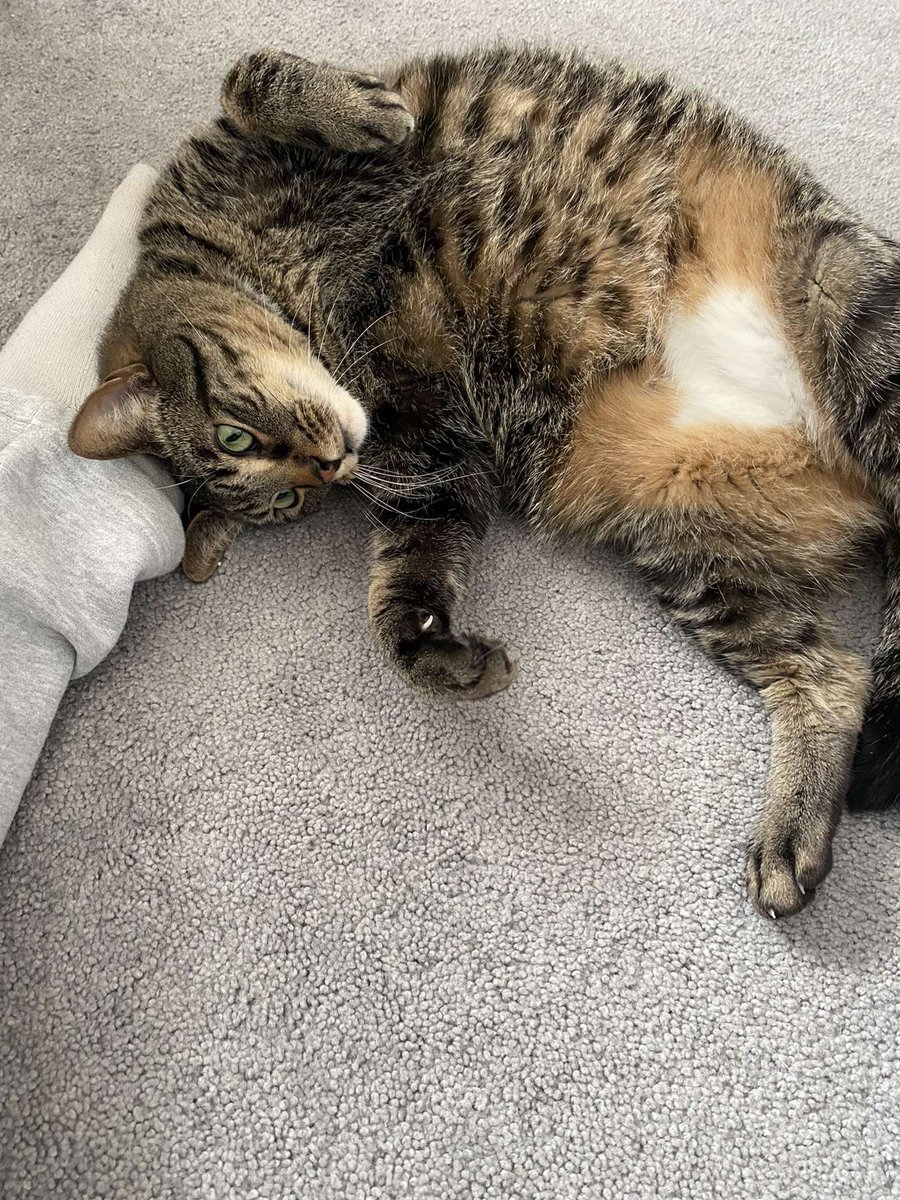 _squishy_17's tweet photo. Missing you a lot today 😔❤️ rest easy my boy 🕊️❤️ #CatsofTwittter #cat #tabbycat https://t.co/AHub52pY24