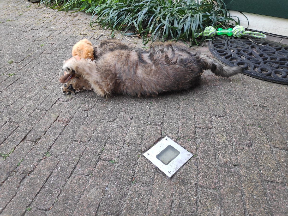 KarinDeRoos's tweet photo. Ik weet niet wat die πΏοΈ #Wylff #Wheaten heeft gedaan, maar hij moet dood... En mee op excursie naar de andere straat βοΈ https://t.co/mAsxQjc3iH