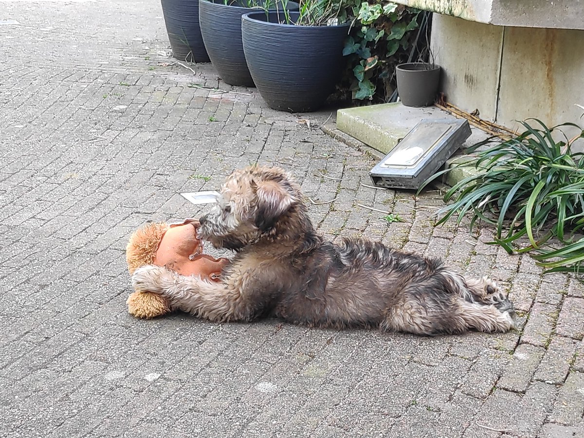 KarinDeRoos's tweet photo. Ik weet niet wat die πΏοΈ #Wylff #Wheaten heeft gedaan, maar hij moet dood... En mee op excursie naar de andere straat βοΈ https://t.co/mAsxQjc3iH