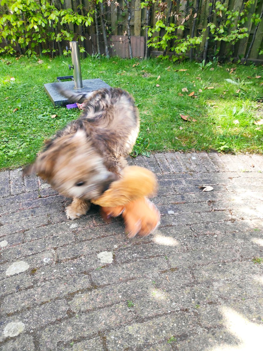 Ik weet niet wat die 🐿️ #Wylff #Wheaten heeft gedaan, maar hij moet dood... En mee op excursie naar de andere straat ✔️