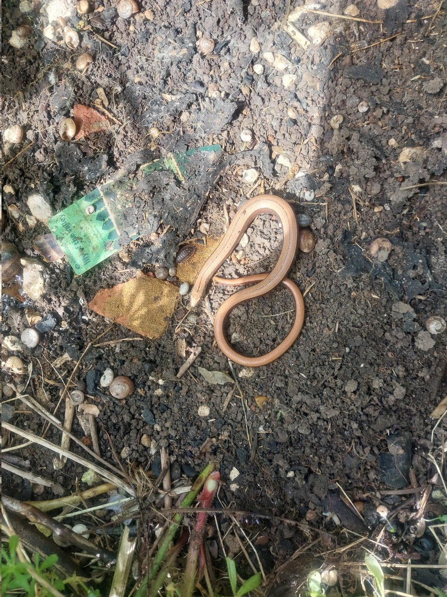 Alasdair Gordon Esq. on Twitter ".BBCSpringwatch ThePhotoHour