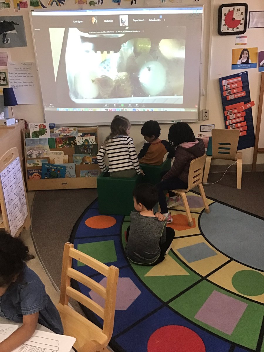 bergeregner's tweet photo. Thanks @FrielJuliette for sharing the link. It’s been amazing to watch them hatch live. @OakPark97 @BearsLongfellow #pkp https://t.co/uWzlGBkad9