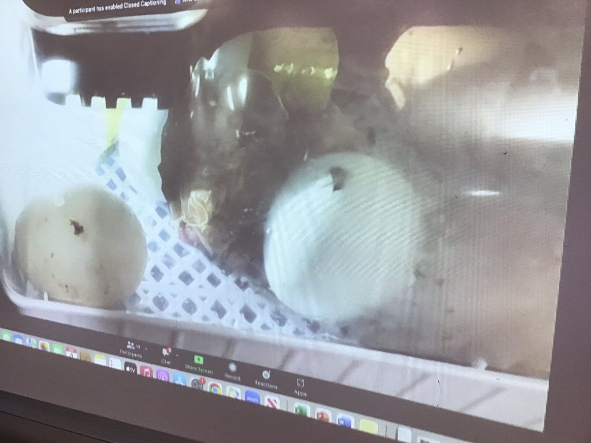 bergeregner's tweet photo. Thanks @FrielJuliette for sharing the link. It’s been amazing to watch them hatch live. @OakPark97 @BearsLongfellow #pkp https://t.co/uWzlGBkad9