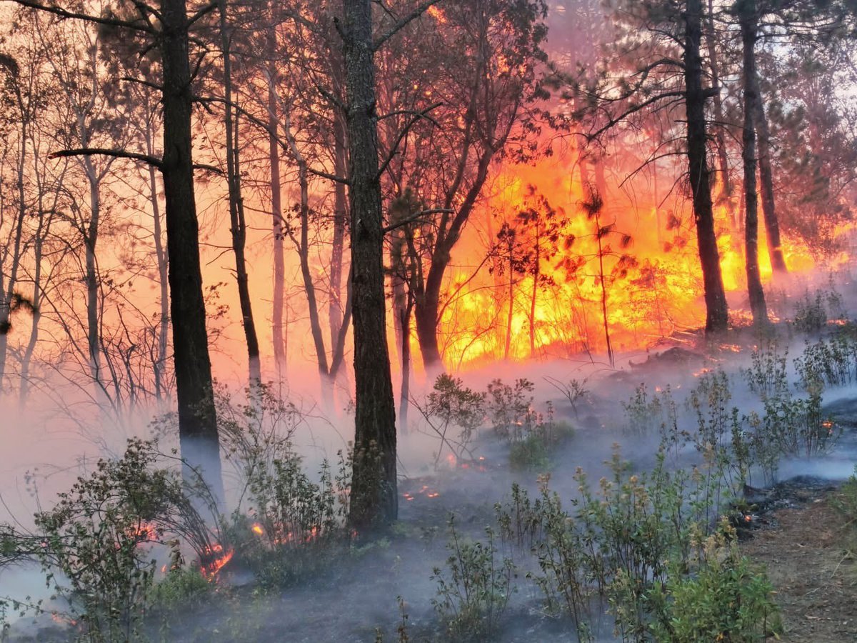 JorgeRescala's tweet photo. Hoy se conmemora el Día Internacional del Combatiente de Incendios Forestales en honor a nuestros valientes que luchan contra estos desastres naturales. Esta fecha se estableció en 1998, después de una tragedia en Linton, Australia, donde cinco combatientes perdieron la vida. https://t.co/ozFOrt4L3i