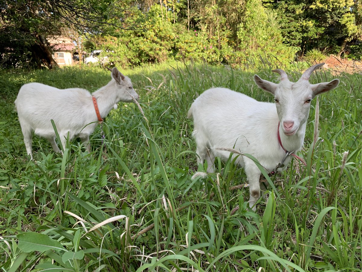JVs8JwELipsI8Sa's tweet image. ＃山羊　#GW #goatweek
